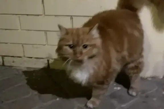 Потерянная домашняя кошка на улице Владимирская, Анапа