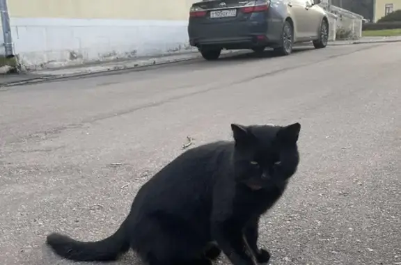 Найдена чёрная кошка с ошейником на Лазоревом проезде, Москва
