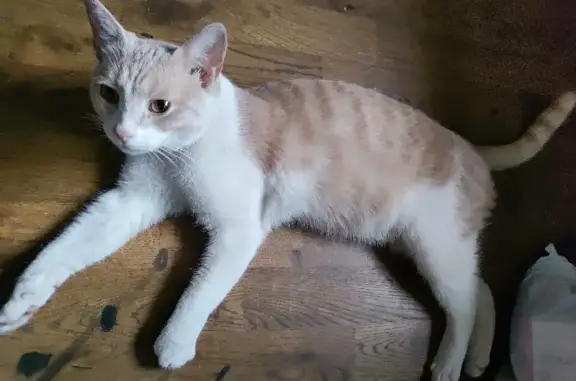 Найден молодой кот на Коломенской набережной
