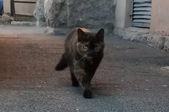 Найдена кошка в Московском районе СПб, контактный номер в объявлении