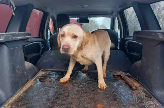 Собака Лабрадор найдена на трассе «Кола» в Доможировском поселении