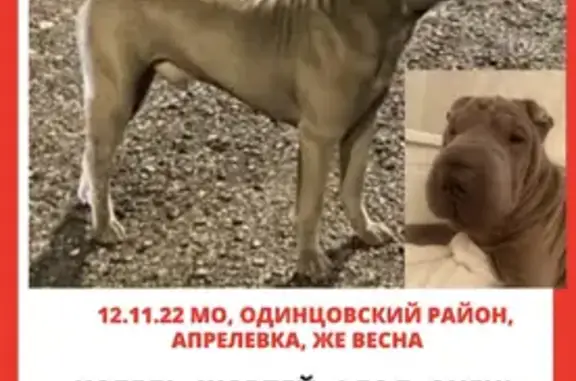 Пропала собака на Жасминовой, 8 в Апрелевке