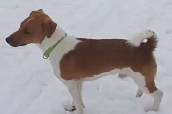 Пропала собака в Субботино, Наро-фоминский район, вознаграждение!