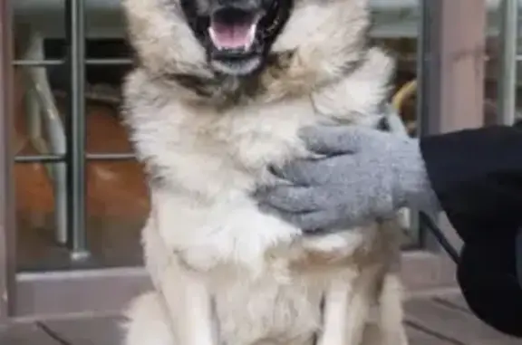 Собаки потеряшки, Нижний Новгород, фото: Потеряшка собака Азар на Гороховецкой