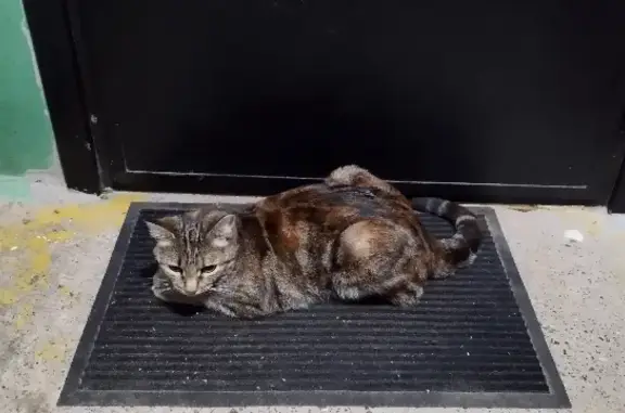 Найдена кошка с необычным окрасом на ул. 50 лет Октября, 23