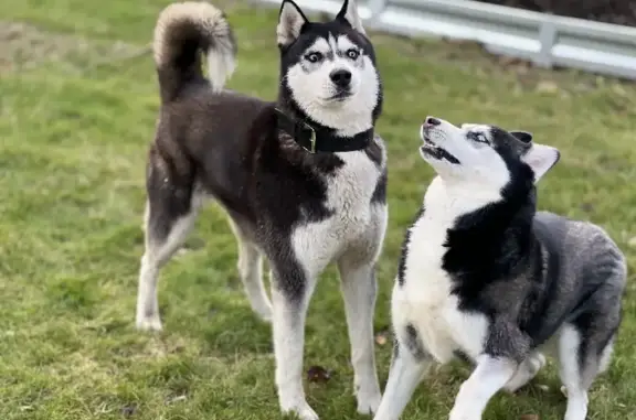 Найдена собака, Кабаново, фото: Найден Сибирский хаски в Кабаново (149)