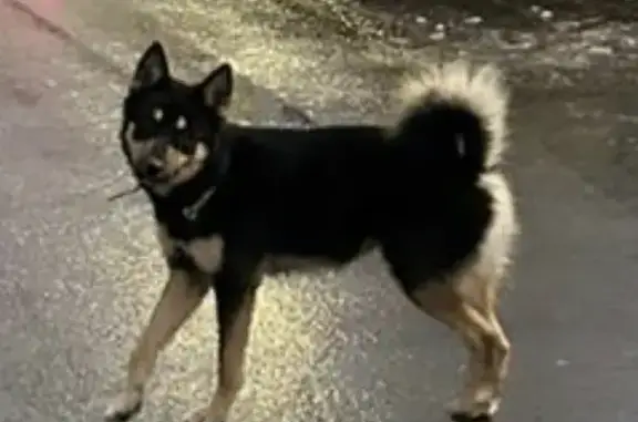 Найдена собака на ул. Карла Маркса, 9 в Мурманске