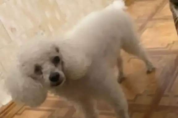 Собаки потеряшки, Ставрополь, фото: Потеряшка белый карликовый пудель на Таманской улице, 28