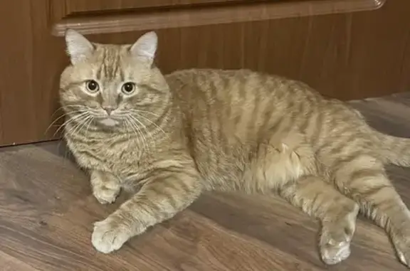 Пропала кошка Феликс в Новострое, Челябинская область