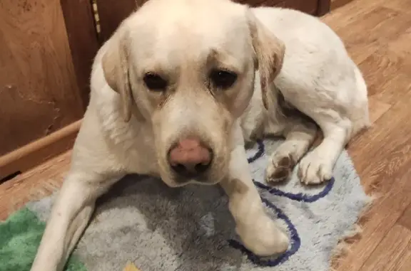 Собака Лабрадор найдена на Верхней улице, Красноярск