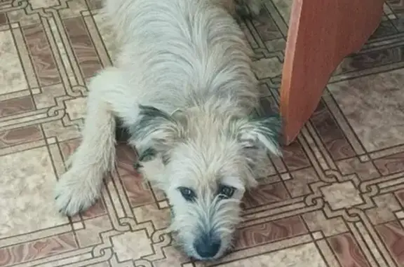 Пропала собака в Дмитровском районе, кличка Ника, вознаграждение за информацию.