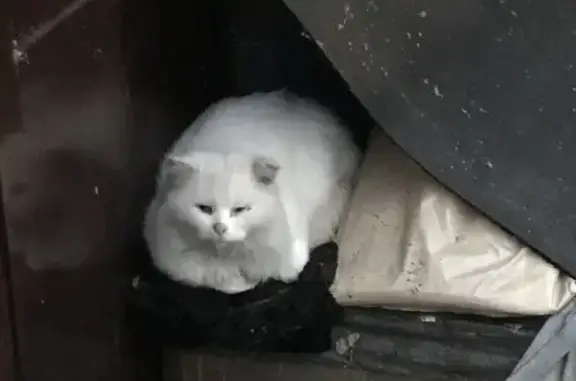 Найдена белая кошка на Васильковой, Тюмень