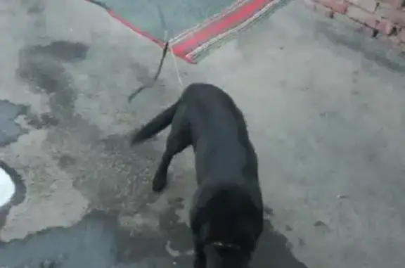 Пропала чёрная собака, ул. Рябикова 49В, Ульяновск