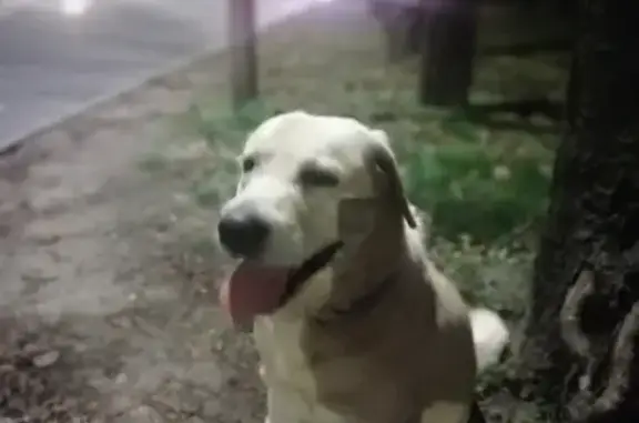 Найдена собака на ул. Дзержинского, 233