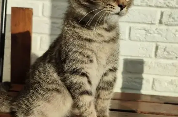 Найдена домашняя кошка на улице Героев-Разведчиков, 26, Краснодар.