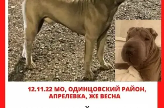Пропала собака Шарпей на Жасминовой улице, Апрелевка