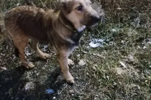 Найдена собака на Лесном проспекте, Петрозаводск