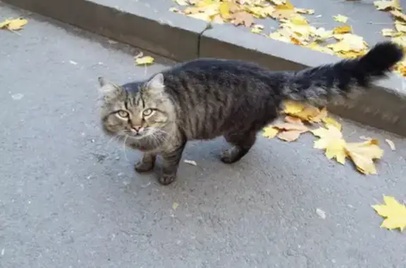 Найден кот на Малюгиной 228, Ростов-на-Дону