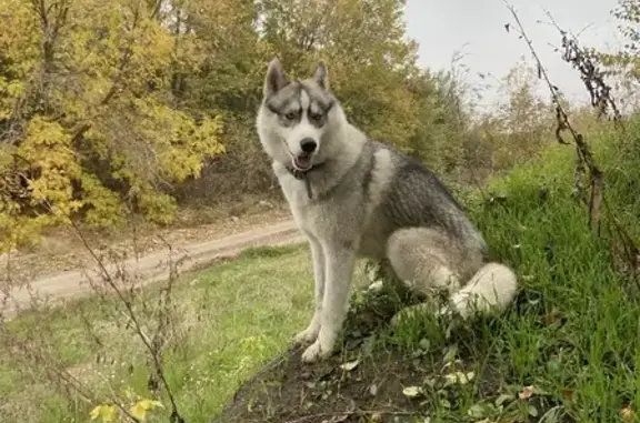 Пропала собака Альфа, хаски 2 года, Аксай, Ростовская область.