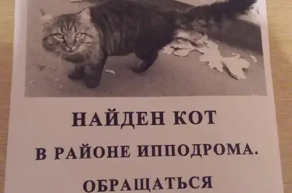 Найден кот на ул. Малюгиной, 228 в Ростове