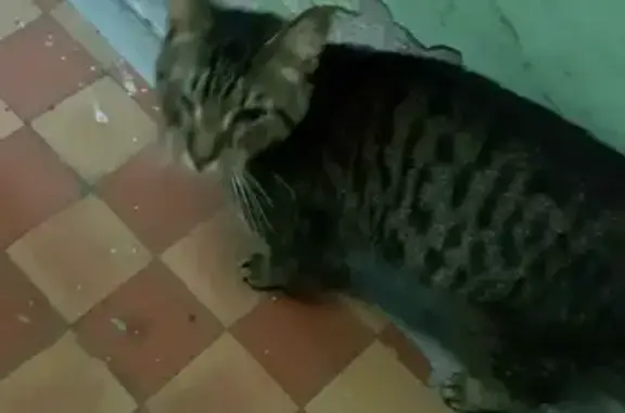 Найдена ласковая кошка на Севанской улице