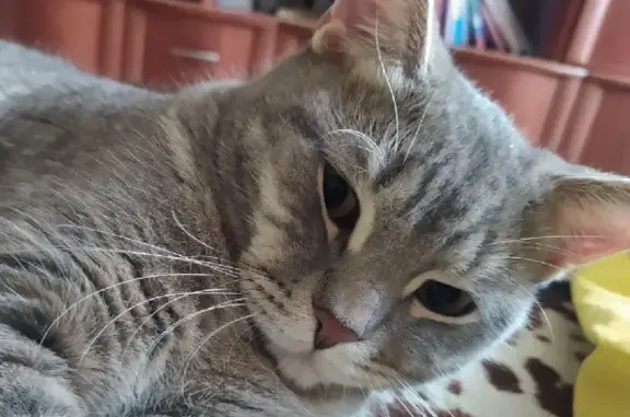 Пропала кошка в Ржакскинском районе, помогите найти 🐱