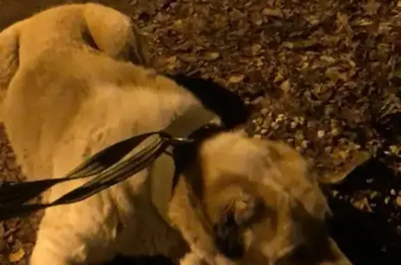 Найдена собака в Голицыно, ищем хозяина