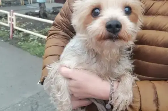 Собака найдена на ул. Белинского, 29