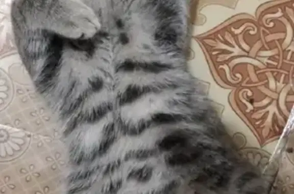 Пропала кошка на Рабочей ул. 41 в Бугуруслане