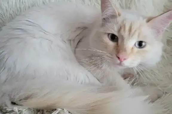 Найдена кошка на Космической, Кемерово