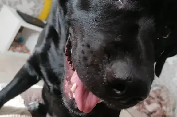Пропала собака Рон на ул. Камова, 73, Улан-Удэ