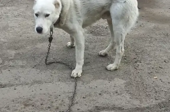 Собака Мальчик найдена на ул. 9 Мая в Липецке.