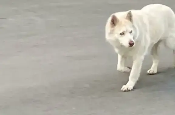 Найдена собака на Лососинском шоссе, 4В