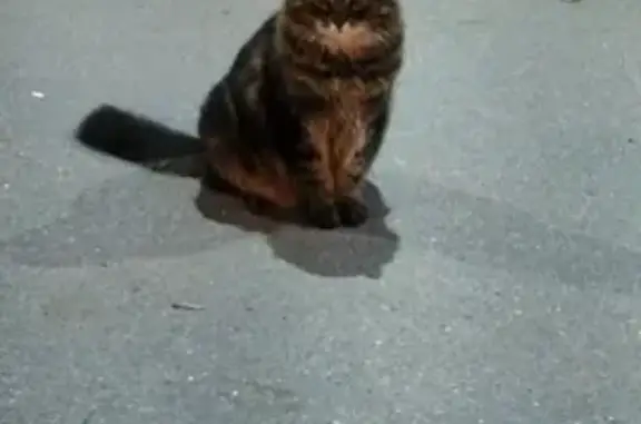 Найдена крупная кошка у универсама Гаванский, Санкт-Петербург