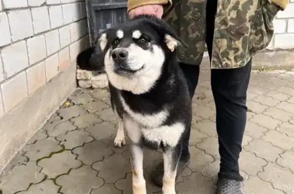 Собака найдена на трассе М7 в районе Осиново, ищем хозяина.