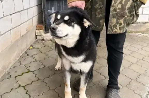 Собака найдена на М7, район Осиново, ищем хозяина (Казань)