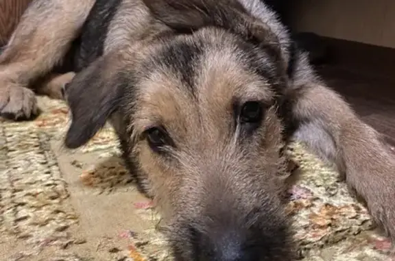 Найдена домашняя собака в Петрозаводске на ул. Сыктывкарская