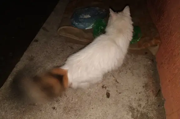 Найдена белая кошка с черно-рыжим хвостом на пр. Калинина, 87