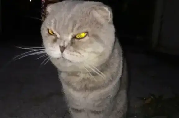 Найдена шотландская вислоухая кошка на ул. Кирова, Ялта