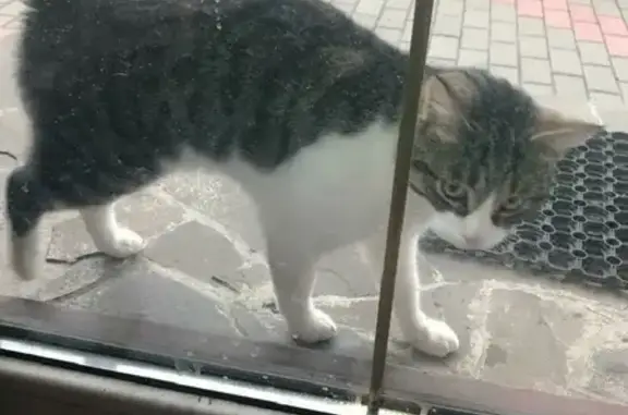 Кошка Кот с фиолетовым ошейником найдена в Липецке