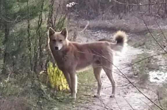Найден домашний пёс в Клязьминском сельском поселении