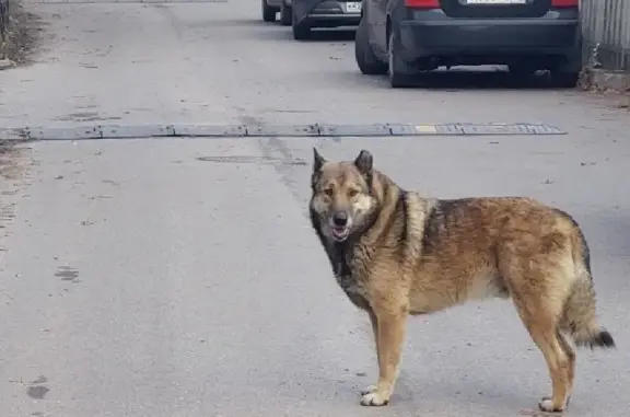 Найден контактный пёс без ошейника на Гражданском проспекте, СПб