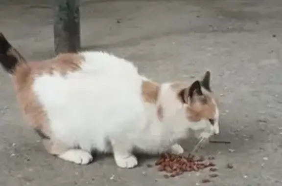 Пропала кошка на улице Советской, 13 в Феодосии