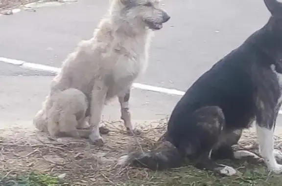 Пропала собака Волчок в Саратове, ищут домой 🐶