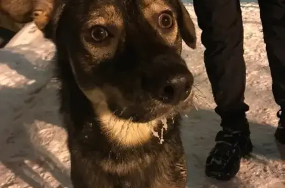 Собаки потеряшки, Калининград, фото: Потеряшка собака Челси, ул. Дзержинского, 140, Калининград.