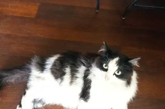 Кошки потеряшки, Омск, фото: Потеряшка кот на улице Герцена, Омск