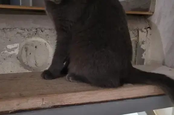 Найдена домашняя серая кошка на улице Маяковского, Тамбов