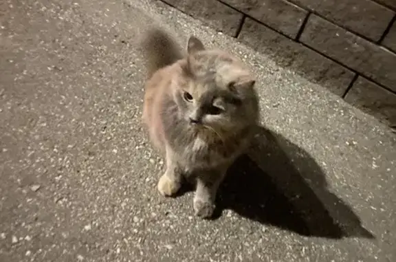 Кошка на ул. Карла Маркса, 42 в Нижнем Новгороде
