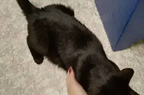 Найден черный кот с ошейником на Власихинской, 103