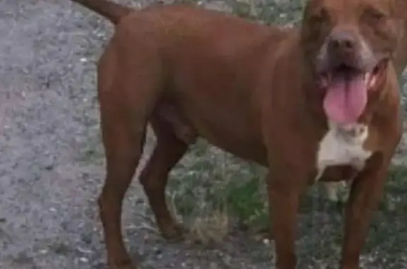 Пропала собака Питбуль в Владикавказе, без ошейника